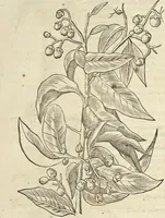 An illustration from Historia naturalis Brasiliae, : auspicio et beneficio illustriss. I. Mauritii Com. Nassau ... adornata : in qua non tantum plantæ et animalia, sed et indigenarum morbi, ingenia et mores describuntur et iconibus supra quingentas illustrantur (1648)