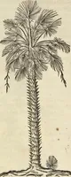 An illustration from Historia naturalis Brasiliae, : auspicio et beneficio illustriss. I. Mauritii Com. Nassau ... adornata : in qua non tantum plantæ et animalia, sed et indigenarum morbi, ingenia et mores describuntur et iconibus supra quingentas illustrantur (1648)