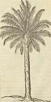 An illustration from Historia naturalis Brasiliae, : auspicio et beneficio illustriss. I. Mauritii Com. Nassau ... adornata : in qua non tantum plantæ et animalia, sed et indigenarum morbi, ingenia et mores describuntur et iconibus supra quingentas illustrantur (1648)