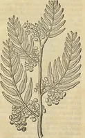 An illustration from Historia naturalis Brasiliae, : auspicio et beneficio illustriss. I. Mauritii Com. Nassau ... adornata : in qua non tantum plantæ et animalia, sed et indigenarum morbi, ingenia et mores describuntur et iconibus supra quingentas illustrantur (1648)