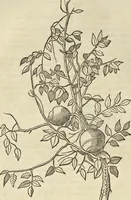 An illustration from Historia naturalis Brasiliae, : auspicio et beneficio illustriss. I. Mauritii Com. Nassau ... adornata : in qua non tantum plantæ et animalia, sed et indigenarum morbi, ingenia et mores describuntur et iconibus supra quingentas illustrantur (1648)