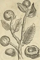 An illustration from Historia naturalis Brasiliae, : auspicio et beneficio illustriss. I. Mauritii Com. Nassau ... adornata : in qua non tantum plantæ et animalia, sed et indigenarum morbi, ingenia et mores describuntur et iconibus supra quingentas illustrantur (1648)