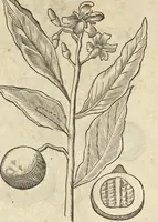 An illustration from Historia naturalis Brasiliae, : auspicio et beneficio illustriss. I. Mauritii Com. Nassau ... adornata : in qua non tantum plantæ et animalia, sed et indigenarum morbi, ingenia et mores describuntur et iconibus supra quingentas illustrantur (1648)