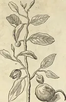 An illustration from Historia naturalis Brasiliae, : auspicio et beneficio illustriss. I. Mauritii Com. Nassau ... adornata : in qua non tantum plantæ et animalia, sed et indigenarum morbi, ingenia et mores describuntur et iconibus supra quingentas illustrantur (1648)