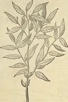 An illustration from Historia naturalis Brasiliae, : auspicio et beneficio illustriss. I. Mauritii Com. Nassau ... adornata : in qua non tantum plantæ et animalia, sed et indigenarum morbi, ingenia et mores describuntur et iconibus supra quingentas illustrantur (1648)
