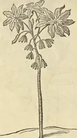 An illustration from Historia naturalis Brasiliae, : auspicio et beneficio illustriss. I. Mauritii Com. Nassau ... adornata : in qua non tantum plantæ et animalia, sed et indigenarum morbi, ingenia et mores describuntur et iconibus supra quingentas illustrantur (1648)