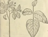 An illustration from Historia naturalis Brasiliae, : auspicio et beneficio illustriss. I. Mauritii Com. Nassau ... adornata : in qua non tantum plantæ et animalia, sed et indigenarum morbi, ingenia et mores describuntur et iconibus supra quingentas illustrantur (1648)