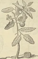 An illustration from Historia naturalis Brasiliae, : auspicio et beneficio illustriss. I. Mauritii Com. Nassau ... adornata : in qua non tantum plantæ et animalia, sed et indigenarum morbi, ingenia et mores describuntur et iconibus supra quingentas illustrantur (1648)