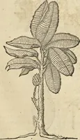 An illustration from Historia naturalis Brasiliae, : auspicio et beneficio illustriss. I. Mauritii Com. Nassau ... adornata : in qua non tantum plantæ et animalia, sed et indigenarum morbi, ingenia et mores describuntur et iconibus supra quingentas illustrantur (1648)