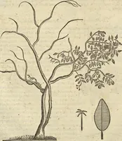 An illustration from Historia naturalis Brasiliae, : auspicio et beneficio illustriss. I. Mauritii Com. Nassau ... adornata : in qua non tantum plantæ et animalia, sed et indigenarum morbi, ingenia et mores describuntur et iconibus supra quingentas illustrantur (1648)