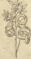 An illustration from Historia naturalis Brasiliae, : auspicio et beneficio illustriss. I. Mauritii Com. Nassau ... adornata : in qua non tantum plantæ et animalia, sed et indigenarum morbi, ingenia et mores describuntur et iconibus supra quingentas illustrantur (1648)