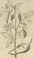 An illustration from Historia naturalis Brasiliae, : auspicio et beneficio illustriss. I. Mauritii Com. Nassau ... adornata : in qua non tantum plantæ et animalia, sed et indigenarum morbi, ingenia et mores describuntur et iconibus supra quingentas illustrantur (1648)