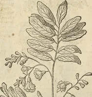 An illustration from Historia naturalis Brasiliae, : auspicio et beneficio illustriss. I. Mauritii Com. Nassau ... adornata : in qua non tantum plantæ et animalia, sed et indigenarum morbi, ingenia et mores describuntur et iconibus supra quingentas illustrantur (1648)