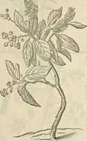 An illustration from Historia naturalis Brasiliae, : auspicio et beneficio illustriss. I. Mauritii Com. Nassau ... adornata : in qua non tantum plantæ et animalia, sed et indigenarum morbi, ingenia et mores describuntur et iconibus supra quingentas illustrantur (1648)