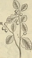 An illustration from Historia naturalis Brasiliae, : auspicio et beneficio illustriss. I. Mauritii Com. Nassau ... adornata : in qua non tantum plantæ et animalia, sed et indigenarum morbi, ingenia et mores describuntur et iconibus supra quingentas illustrantur (1648)