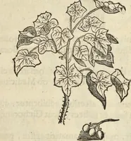 An illustration from Historia naturalis Brasiliae, : auspicio et beneficio illustriss. I. Mauritii Com. Nassau ... adornata : in qua non tantum plantæ et animalia, sed et indigenarum morbi, ingenia et mores describuntur et iconibus supra quingentas illustrantur (1648)