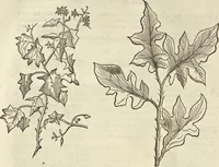 An illustration from Historia naturalis Brasiliae, : auspicio et beneficio illustriss. I. Mauritii Com. Nassau ... adornata : in qua non tantum plantæ et animalia, sed et indigenarum morbi, ingenia et mores describuntur et iconibus supra quingentas illustrantur (1648)