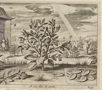 Picture 26 of 35 from Athanasii Kircheri e Soc. Jesu China monumentis, quà sacris quà profanis, nec non variis naturae & artis spectaculis, aliarumque rerum memorabilium argumentis illustrata, auspiciis Leopoldi Primi roman. imper (1667), leaf 248