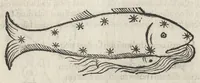 An illustration from Iulii Firmici Astronomicorum libri octo integri & emendati, ex Scythicis oris ad nos nuper allati. Marci Manilii Astronomicorum libri quinque. Arati Phaenomena Germanico Caesare interprete cum commentariis & imaginibus. Arati eiusdem Phaenomenon fragmentum Marco T.C. interprete. Arati eiusdem Phaenomena Ruffo Festo Auienio paraphraste. Arati Phaenomena graece. Theonis Commentaria copiosissima in Arati Phaenomena graece. Procli Diadochi Sphaera graece. Procli eiusdem Sphaera, Thoma Linacro Britanno interprete (1503)