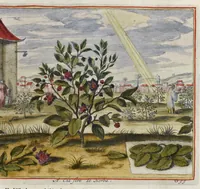 Picture 24 of 38 from Toonneel van China, door veel, zo geestelijke als weereltlijke geheugteekenen, verscheide vertoningen van de natuur en kunst, en blijken van veel andere gedenkwaerdige dingen, geopent en verheerlykt : nieuwelijks door d'E. Vader Athanasius Kircherus ... in't Latyn beschreven, en van J. H. Glazemaker vertaalt ; met een groot getal van kunstige kopere platen verçiert (1668), leaf 286