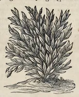 Picture 1 of 38 from Toonneel van China, door veel, zo geestelijke als weereltlijke geheugteekenen, verscheide vertoningen van de natuur en kunst, en blijken van veel andere gedenkwaerdige dingen, geopent en verheerlykt : nieuwelijks door d'E. Vader Athanasius Kircherus ... in't Latyn beschreven, en van J. H. Glazemaker vertaalt ; met een groot getal van kunstige kopere platen verçiert (1668), leaf 8