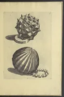 An illustration from La pratica di prospettiva (1596)