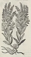 Picture 6 of 78 from Stirpium historiae pemptades sex sive libri XXX (1583), leaf 109