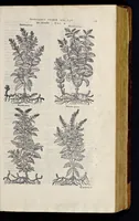 Picture 7 of 78 from Stirpium historiae pemptades sex sive libri XXX (1583), leaf 118