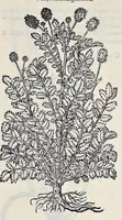 Picture 8 of 78 from Stirpium historiae pemptades sex sive libri XXX (1583), leaf 128