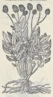 An illustration from Stirpium historiae pemptades sex sive libri XXX (1583)