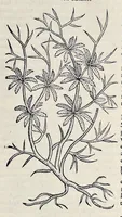 Picture 11 of 78 from Stirpium historiae pemptades sex sive libri XXX (1583), leaf 146