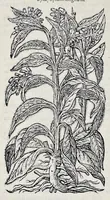 An illustration from Stirpium historiae pemptades sex sive libri XXX (1583)
