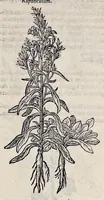 Picture 13 of 78 from Stirpium historiae pemptades sex sive libri XXX (1583), leaf 188