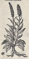 Picture 14 of 78 from Stirpium historiae pemptades sex sive libri XXX (1583), leaf 188