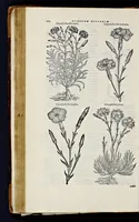 Picture 15 of 78 from Stirpium historiae pemptades sex sive libri XXX (1583), leaf 197
