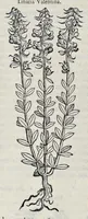 Picture 16 of 78 from Stirpium historiae pemptades sex sive libri XXX (1583), leaf 207