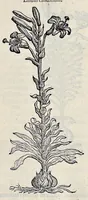 Picture 17 of 78 from Stirpium historiae pemptades sex sive libri XXX (1583), leaf 220