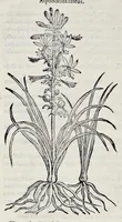 Picture 18 of 78 from Stirpium historiae pemptades sex sive libri XXX (1583), leaf 231