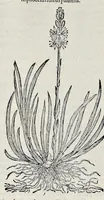 Picture 19 of 78 from Stirpium historiae pemptades sex sive libri XXX (1583), leaf 231
