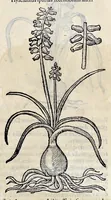 Picture 20 of 78 from Stirpium historiae pemptades sex sive libri XXX (1583), leaf 240