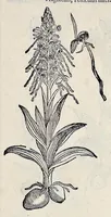 Picture 21 of 78 from Stirpium historiae pemptades sex sive libri XXX (1583), leaf 260