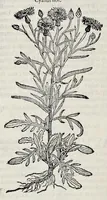 Picture 22 of 78 from Stirpium historiae pemptades sex sive libri XXX (1583), leaf 271