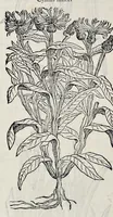 Picture 23 of 78 from Stirpium historiae pemptades sex sive libri XXX (1583), leaf 271