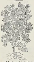Picture 24 of 78 from Stirpium historiae pemptades sex sive libri XXX (1583), leaf 281
