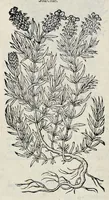 Picture 25 of 78 from Stirpium historiae pemptades sex sive libri XXX (1583), leaf 295