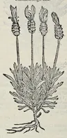 Picture 26 of 78 from Stirpium historiae pemptades sex sive libri XXX (1583), leaf 295