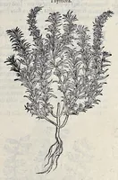 Picture 27 of 78 from Stirpium historiae pemptades sex sive libri XXX (1583), leaf 308