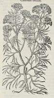 Picture 28 of 78 from Stirpium historiae pemptades sex sive libri XXX (1583), leaf 319