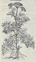 Picture 30 of 78 from Stirpium historiae pemptades sex sive libri XXX (1583), leaf 329