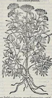 Picture 31 of 78 from Stirpium historiae pemptades sex sive libri XXX (1583), leaf 329